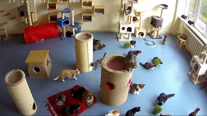 საინტერესო საიტი ინტერნეტში, სადაც ცხოველების თავშესაფარში ცხოვრების ტრანსლირება ხდება (+ვიდეო)