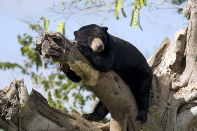 სპეციალისტებმა მალიური დათვების საოცარი უნარი აღმოაჩინეს