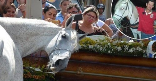 ცხენს 34 წლის პატრონი ავარიაში დაეღუპა, დაკრძალვისას მისმა განცდამ თვითმხილველები გააოცა (+ვიდეო)