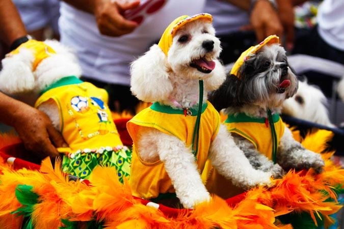 ძაღლების კარნავალი რიო-დე-ჟანეიროში