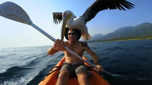 მამაკაცმა დაჭრილი ზღვის ფრინველი გადაარჩინა. ის ახალ მეგობარს აღარ ტოვებს (+ვიდეო)