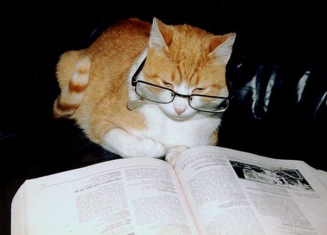 კატა ათასჯერ მეტ ინფორმაციას ინახავს ვიდრე კომპიუტერი