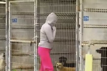 ქალმა ვერ გადაწყვიტა, რომელი ძაღლი აეყვანა თავშესაფრიდან, ამიტომ ყველა სახლში წაიყვანა (+ვიდეო)