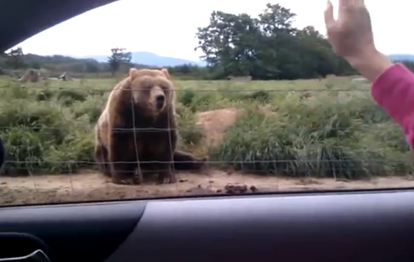 ზრდილობიანი დათვი (+ვიდეო)