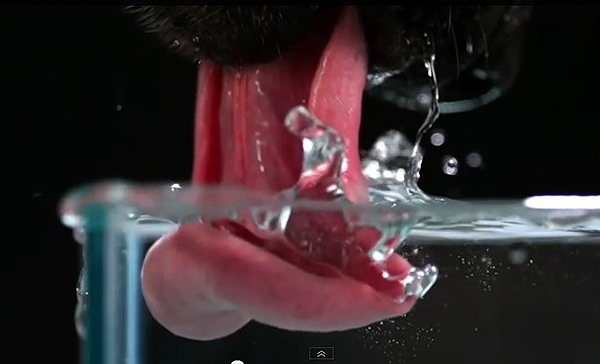 როგორ სვამენ წყალს ძაღლები - ის რაც შენელებულმა კადრმა დაგვანახა ბევრს არც წარმოედგინა! (+ვიდეო)