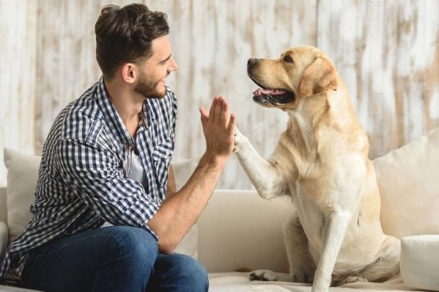 15 ძაღლი, რომლებიც გვაჩვენებენ, რა არის სიყვარული და მზრუნველობა