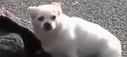 ერთგული ძაღლი გზაზე უგონოდ დავარდნილ პატრონს გვერდიდან არ სცილდებოდა (+ვიდეო)