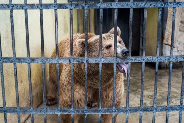 გორში "მეგობრობის პარკში" დატყვევებულ დათვს ჩვენი დახმარება სჭირდება