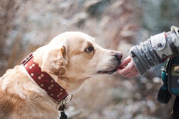 რას შეიგრძნობენ ძაღლები ნივთის ყნოსვის დროს და როგორ პოულობენ დაკარგულ ადამიანებს?