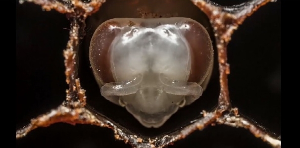 60 წამში ჩატეული უცნაური დაკვირვება ფუტკრების ცხოვრების პირველი 21 დღის მანძილზე (+ვიდეო)