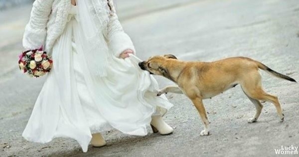 ქორწილში არავინ იცოდა, რას მალავდა ის კაბის ქვეშ.. მაგრამ ძაღლი მაშინვე მიხვდა, რომ რაღაც ცუდი ხდებოდა…