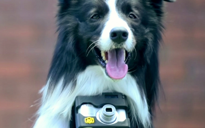 რა გადაიღო მსოფლიოში პირველმა ფოტოგრაფმა ძაღლმა? (+ფოტო & ვიდეო)