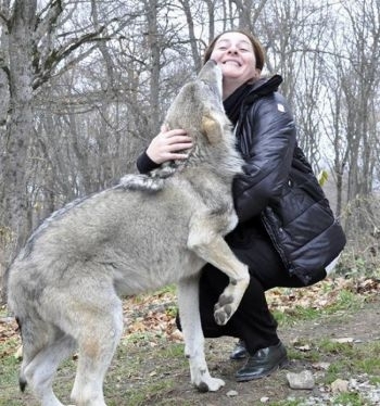 "მგელი იდგა და თვალებში მიყურებდა" - საოცარი ამბავი, რომელიც ქართველ ჟურნალისტს ტყეში შეემთხვა
