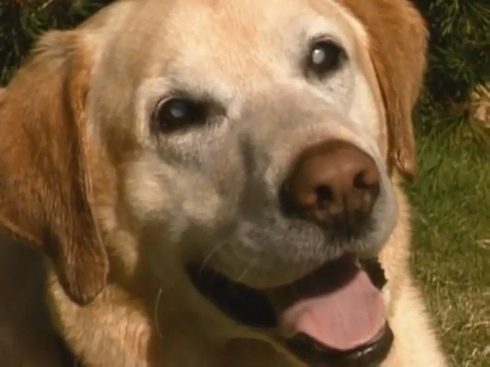 უსინათლო ძაღლმა გოგონა სიკვდილსგან იხსნა (+ვიდეო)