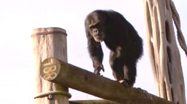 შიმპანზე შოტლანდიაში ადგილობრივი აქცენტით ალაპარაკდა (+ვიდეო)
