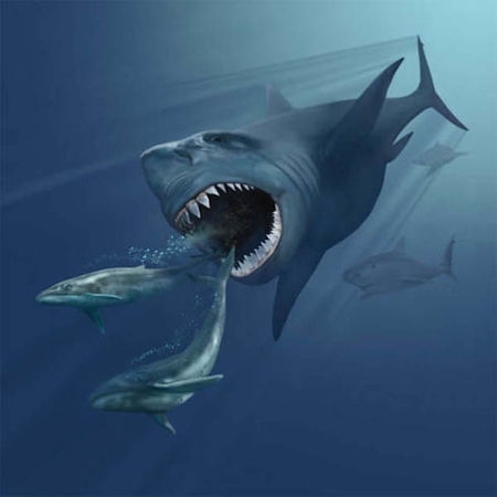 მექსიკაში უძველესი გიგანტური ზვიგენის ნაშთები აღმოაჩინეს