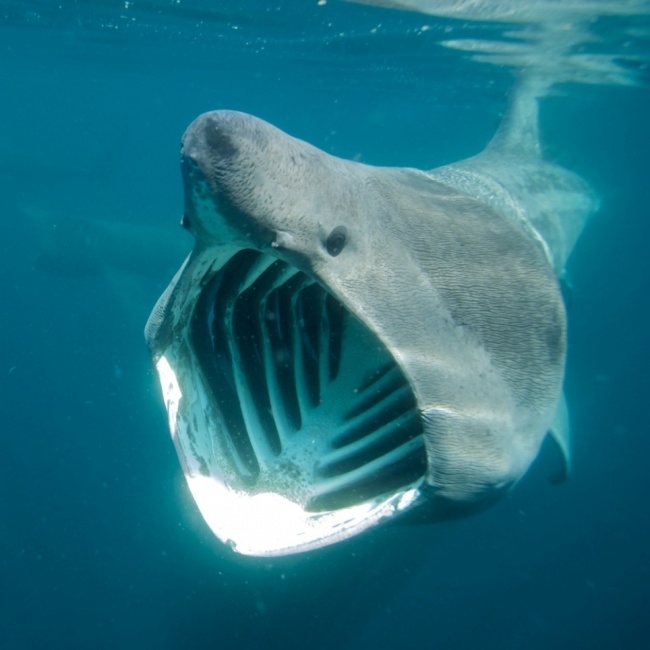 უზარმაზარი ზვიგენი, რომელიც ვერასოდეს გიკბენთ