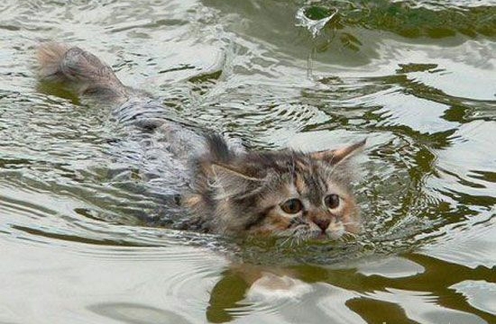 რატომ ეშინია კატას წყლის?