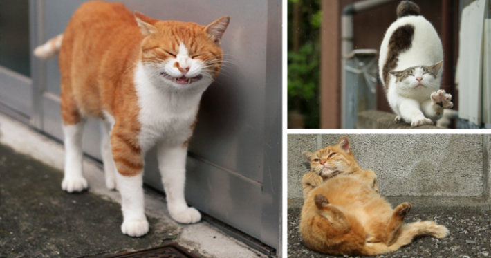როგორ ცხოვრობენ უპატრონო კატები ტოკიოს ქუჩებში (10 ფოტო)