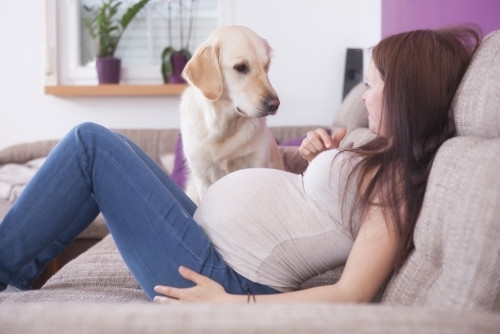 5 მინიშნება, თუ როგორ ხვდება ძაღლი ქალის ორსულობას