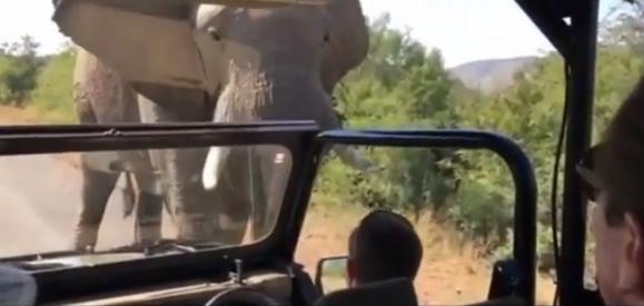 არნოლდ შვარცნეგერს სპილო გამოეკიდა (+ვიდეო)