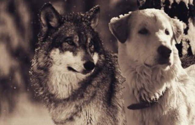 მკვლევარები: ძაღლები მგლებზე მზრუნველი ცხოველები არიან