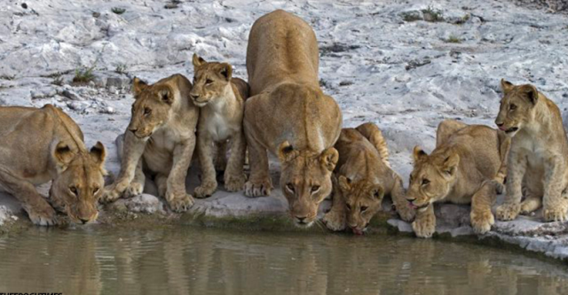 სამხრეთ აფრიკაში  აღმოაჩინეს ლომების ფერმა, სადაც 108 გასაცოდავებული მტაცებელი ბინადრობს