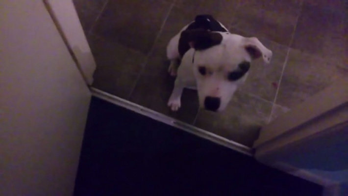 პატრონი ძაღლს წყლის თოფიდან  ესვრის, ცხოველის რეაქცია საოცარია (+ვიდეო)