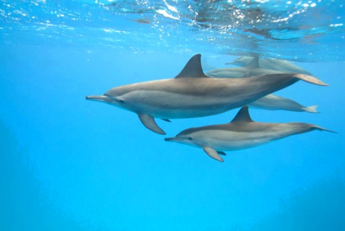 დედალი დელფინები თავის შვილებს მუცელში ელაპარაკებიან