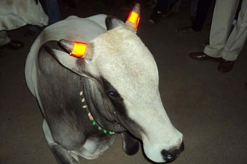 ინდოელები ძროხებს რქებს უღებავენ. რატომ?