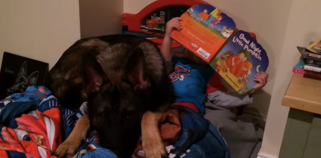 ეს ძაღლი ყველა ძიძაზე უკეთესია... იგი  ბავშვს დასაძინებლად ამზადებს (+ვიდეო)
