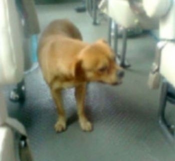 მიტოვებული ძაღლი პატრონს ავტობუსში ეძებს 