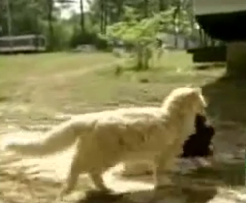 კატამ ძაღლის ლეკვები მოიპარა და სახლში წაიყვანა,მიზეზი საოცარია (+ვიდეო)