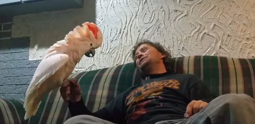  ემოციური თუთიყუში პატრონს "ეჭორავება" (+ვიდეო)