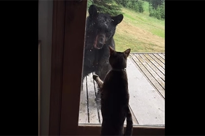 კატა - ყველაზე “საშიში” ცხოველი.. ანუ, როგორ გააძევა მშიშარა ფისომ სახლიდან შავი დათვი (+ვიდეო)