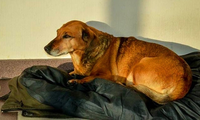ერთგული ძაღლი გარდაცვლილ პატრონს საავადმყოფოში თითქმის ერთი წელი ელოდა... (+ვიდეო)