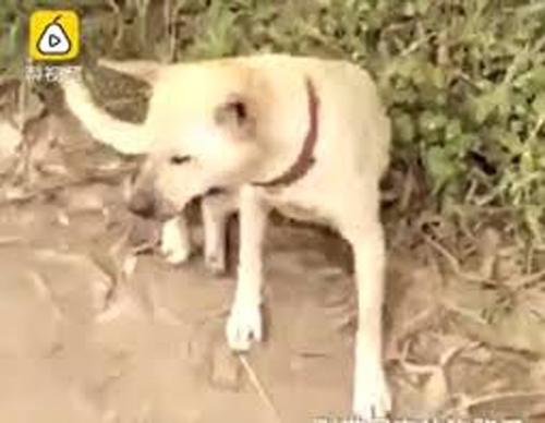 ძაღლმა ცოცხლად დამარხული ბავშვი  გადაარჩინა (+ვიდეო)