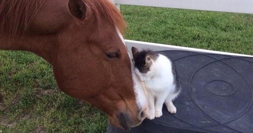 ცხენი და კატა საუკეთესო მეგობრები გახდნენ