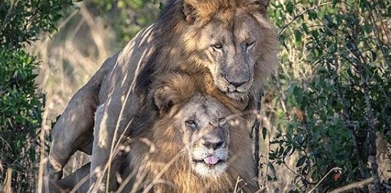 კენიის ხელისუფლებამ ნაკრძალის დამთვალიერებლები ლომების ჰომოსექსუალიზაციაში დაადანაშაულა
