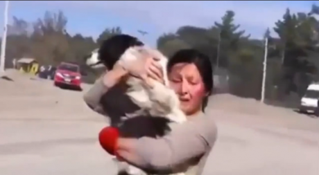 ვულკანის ამოფრქვევის შედეგად ქალმა სახლი მიატოვა და ძაღლიც დატოვა, მას იმედი აღარ ქონდა თავისი ძაღლის პოვნის...(+ვიდეო)