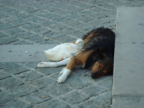 პარიზის ქუჩებში მოსეირნე ძაღლი და მისი მეგობარი იხვი