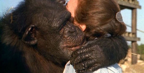 როცა ისინი ერთმანეთს 20 წლის შემდეგ შეხვდნენ, შიმპანზემ გაიხსენა ყველაფერი, რაც ამ ქალს მისთვის გაუკეთებია