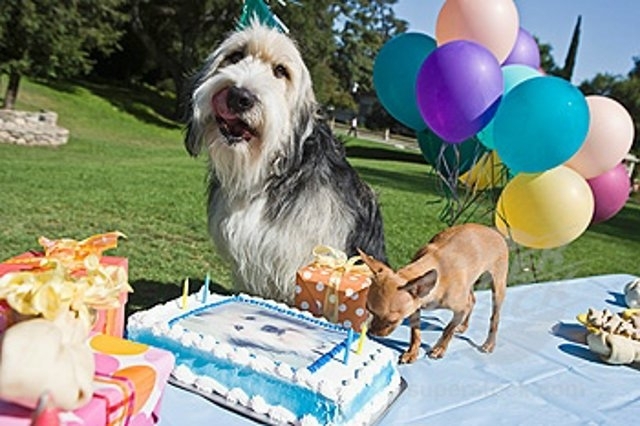 როგორ აღვნიშნო ჩემი ძაღლის დაბადების დღე?