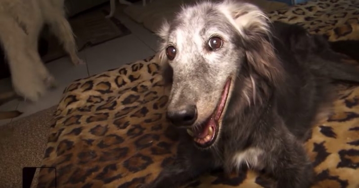 25 წლის ტარა შესაძლოა ყველაზე ასაკოვანი ძაღლია მსოფლიოში (+ვიდეო)