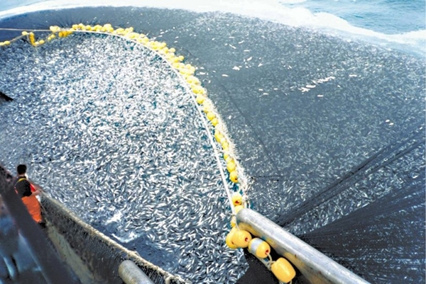 30 წლის შემდეგ ოკეანეში არცერთი თევზი არ დარჩება და აი, რატომ...