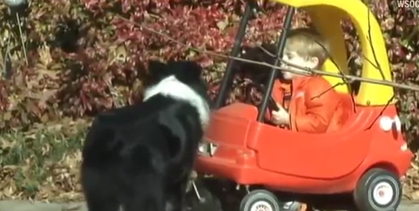 ძაღლმა 2 წლის ბავშვი მშობლებს ტყეში აპოვნინა (+ვიდეო)