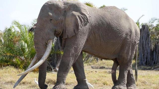 კენიაში, აფრიკის ყველაზე "დიდებული და ლამაზი" სპილო 50 წლის ასაკში მოკვდა