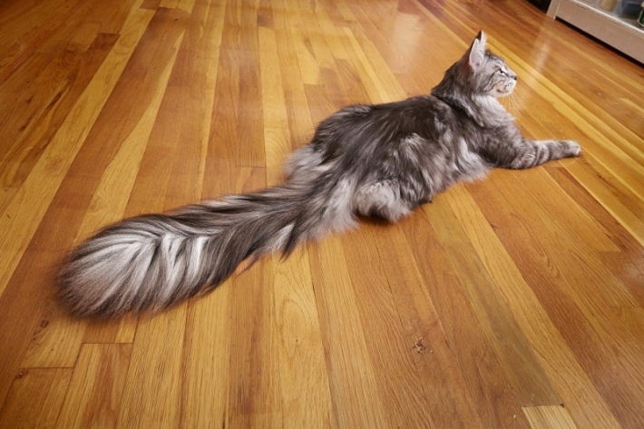 კატა, რომელსაც ყველაზე გრძელი კუდი აქვს მსოფლიოში (+ფოტო)