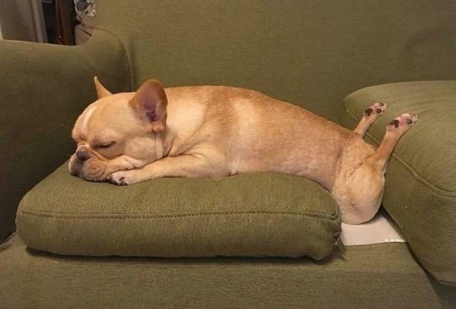 ძაღლები, რომლებსაც სასაცილო პოზებში სძინავთ (სახალისო ფოტოები)