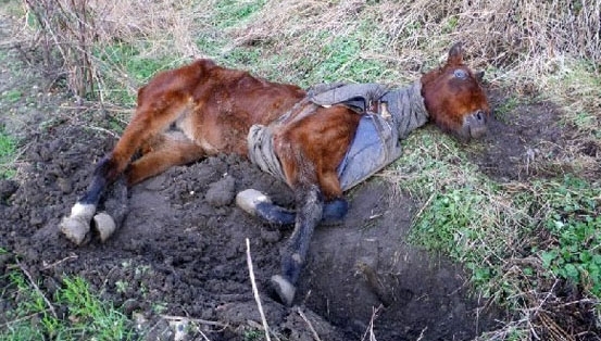 ცხენი სიკვდილის პირას იყო, როდესაც იპოვეს. მაგრამ ნახეთ, რა შეუძლია სიყვარულს და მზრუნველობას!